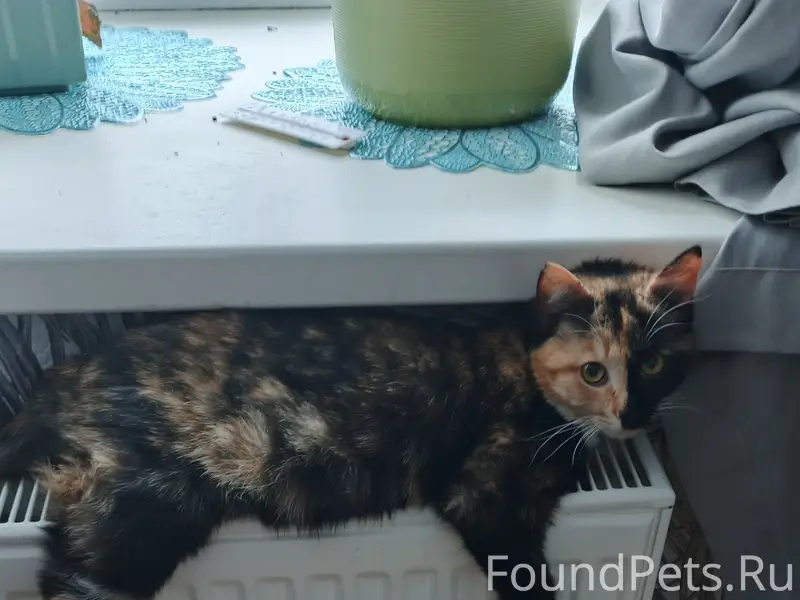 Пропала кошка, по кличке Муся....