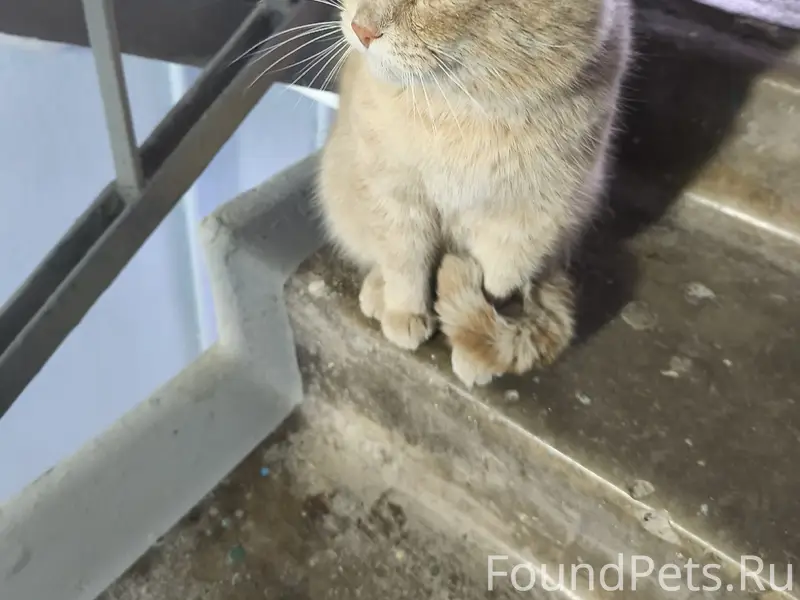 Здравствуйте. Прибился кот быв...