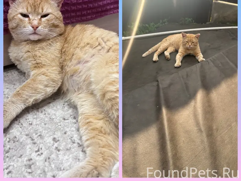 Здравствуйте!Пропал кот , рыже...