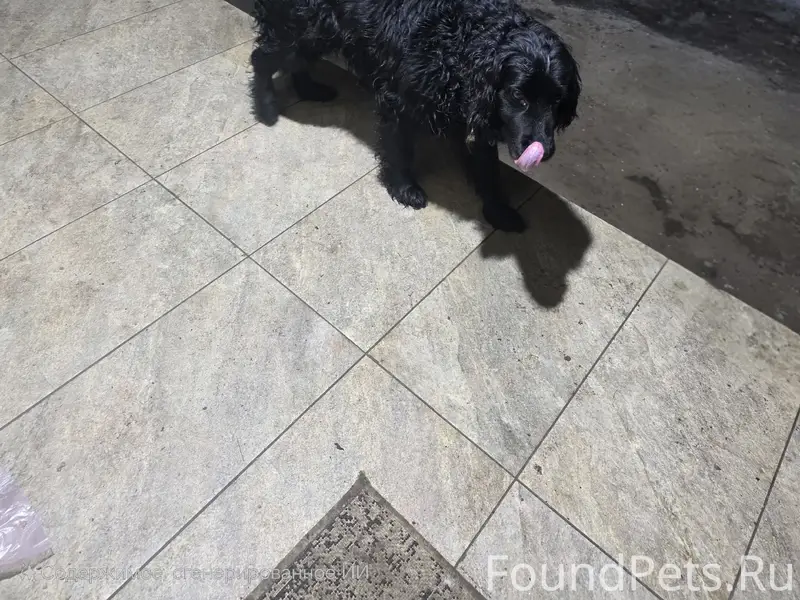 Найдена собака,черный спаниель...