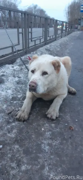 ЧЕЙ АЛАБАЙ??? ЧЕРЁМУШКИ! Убежа...