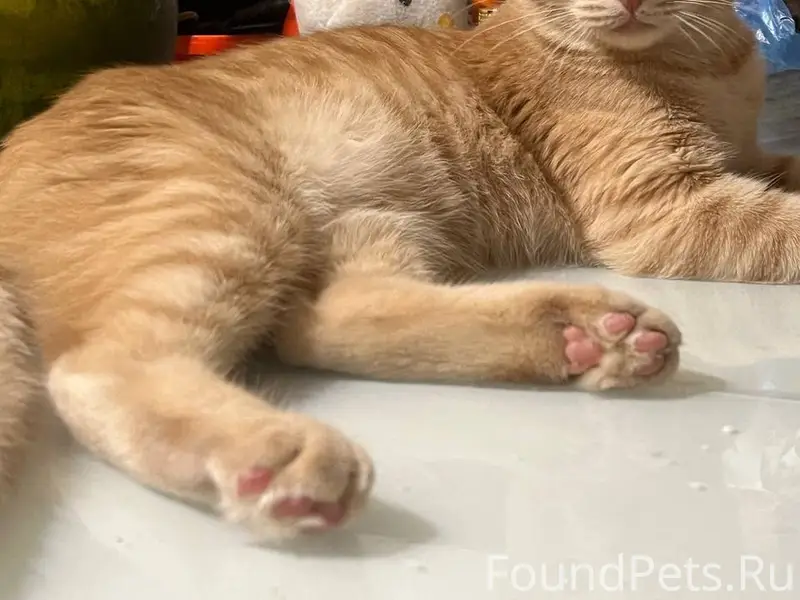 Пропал кот по кличке Персик. П...