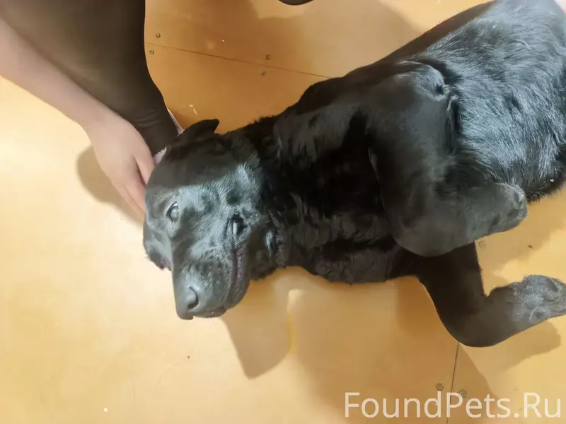 Найдена собака в 5 микрорайоне...