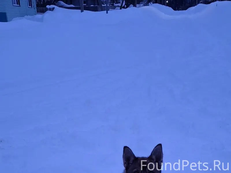 Кто потерял друга? В д. Зотино...