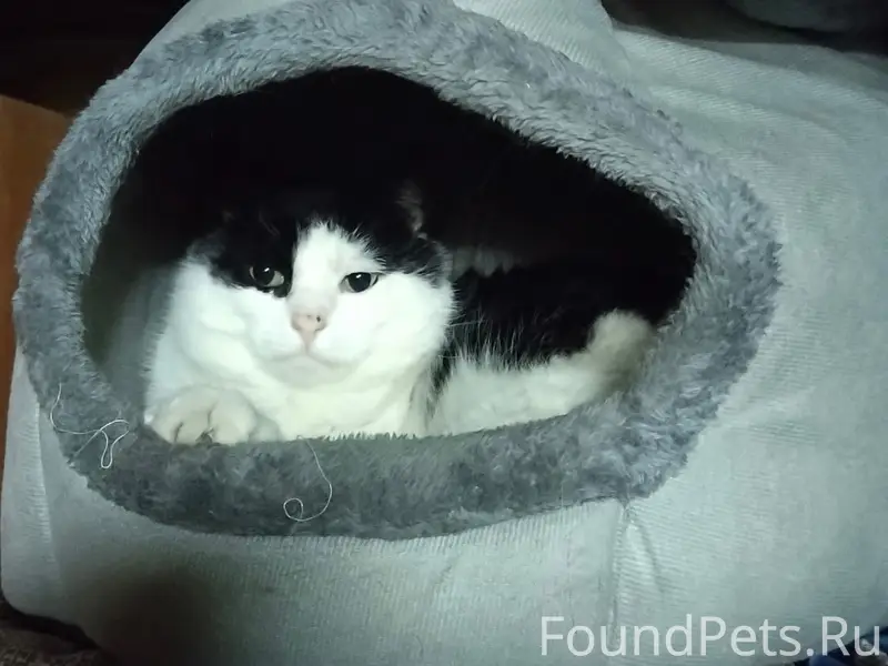 Пропал кот , может кто видел ?...