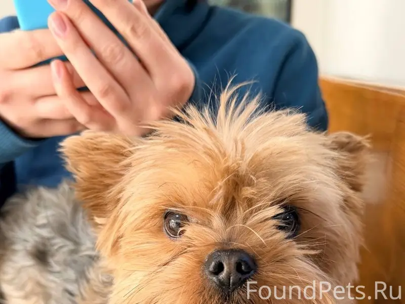 ЧЯ СОБАКА? район ОСТРЯКОВА Най...