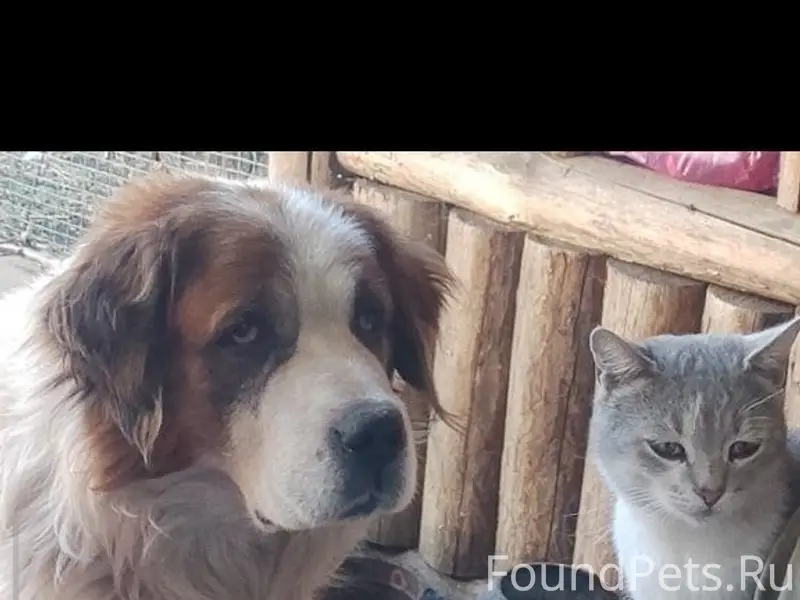 Пропала собака, район комбинат...