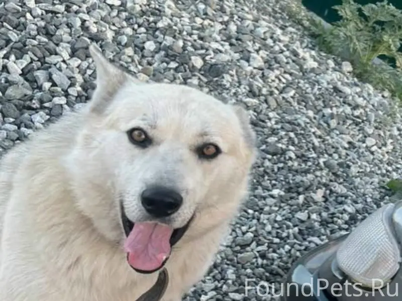 🆘🆘потерялся пес,обычно бегал н...