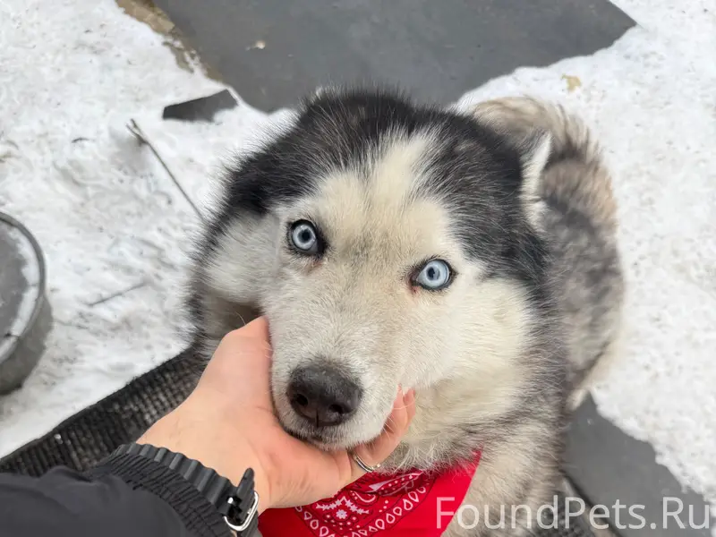 ПРОПАЛА СОБАКА !!! 14.02 прибл...