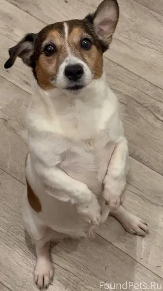 !!!ПОТЕРЯЛИ СОБАКУ!!! ПОРОДА:Д...