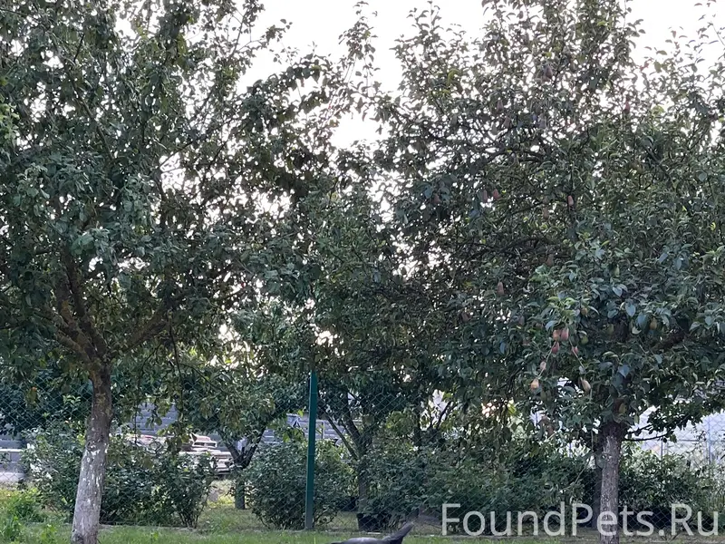 Потерялась собака в районе д.М...