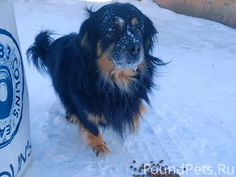 🆘❗🆘❗Кто потерял собаку?! ❗🆘❗🆘 ...