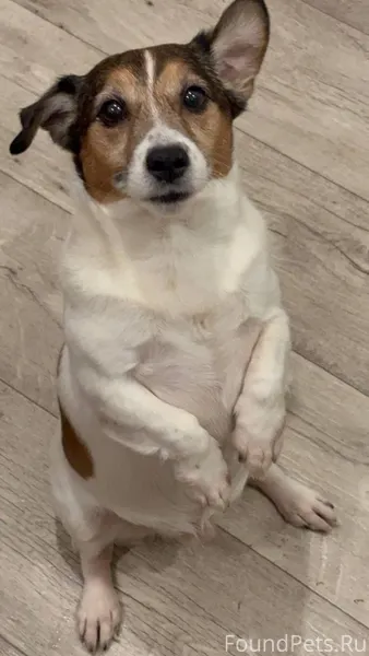 ‼️потеряли собаку‼️ порода: дж...