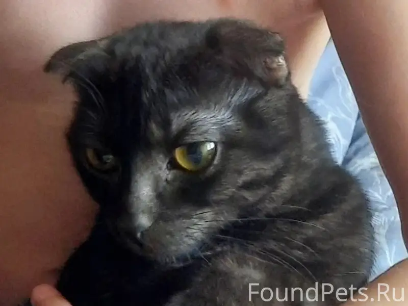 Адресу Ленина 119, пропала кош...