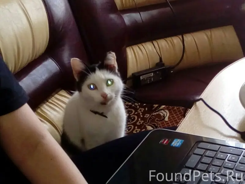 Пропала кошка!!!! В районе Арх...