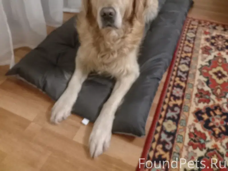 *** НАЙДЕН *** Потерялась соба...