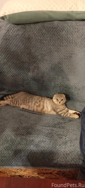 Пропала кошка выбежала на улиц...