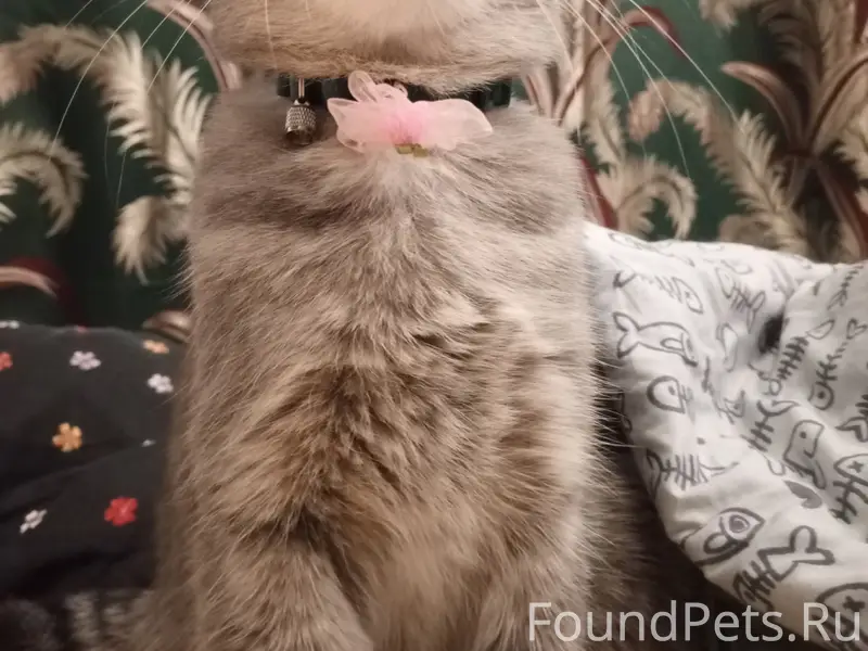 30.10.2025г пропала кошка в...