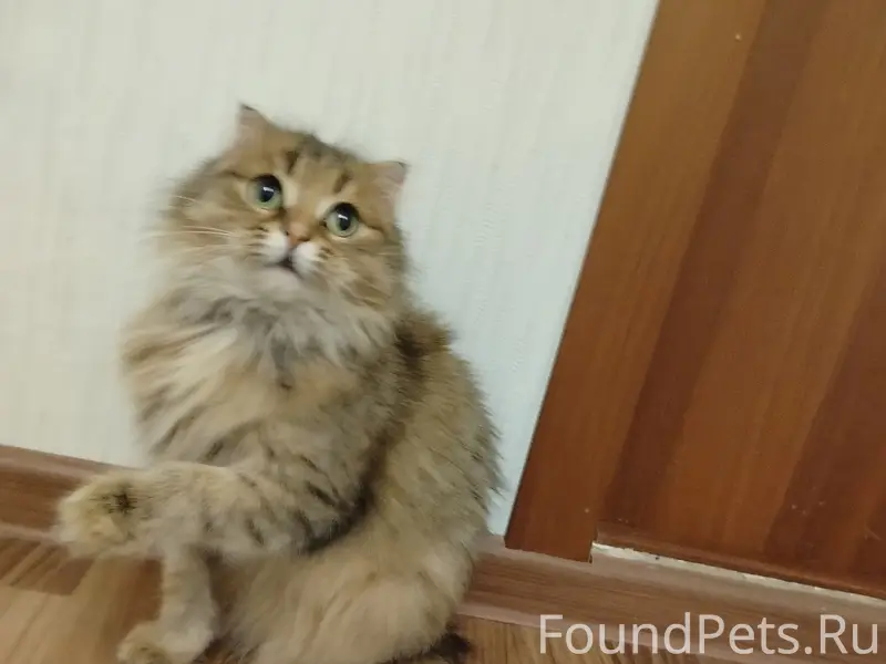 Найдена кошка. Хозяева отзовит...