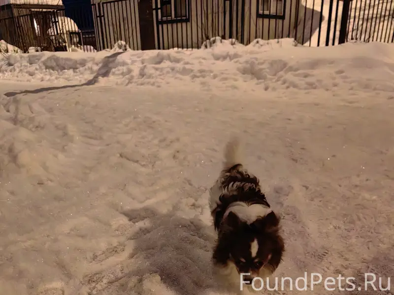 КТО ПОТЕРЯЛ СОБАКУ? Добрый ден...