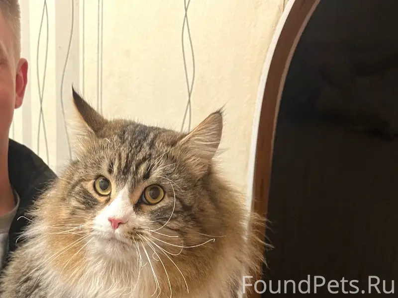 Пропал кот Мейн-кун на улице.....