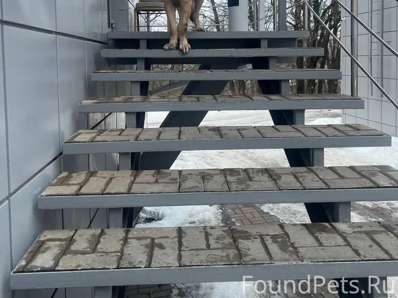 «Овчарка сидит на ступеньках "...