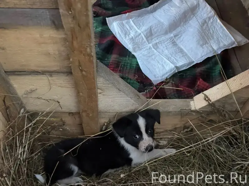 13.02.26 потерялась собака, де...