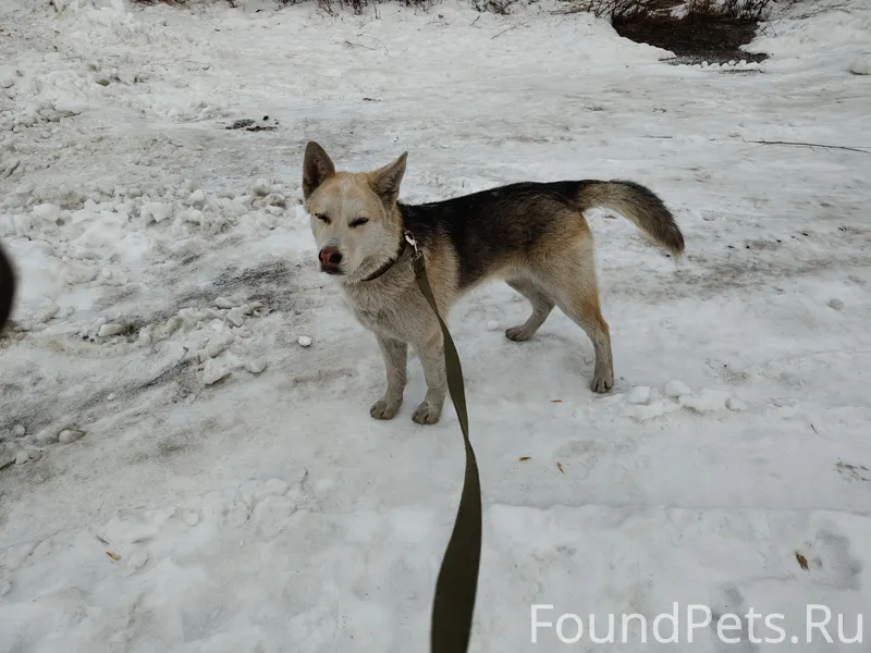 Найден кобель в сквере Юшкова ...