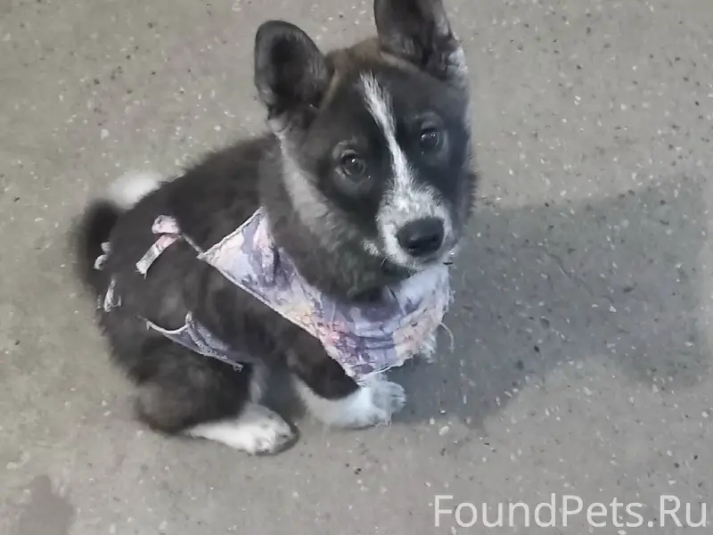 Найден щенок.Район ПАТП Придер...