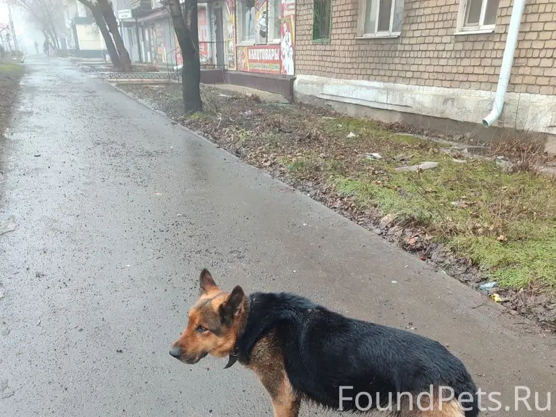Добрый день! Никто не потерял ...