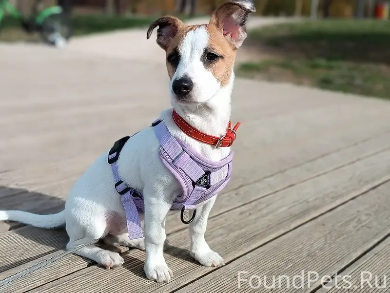 ПОМОГИТЕ НАЙТИ СОБАКУ! район Ц...