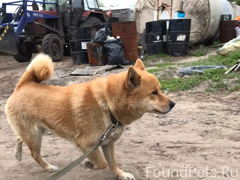 Пропала собака!!! Ночью 14 фев...