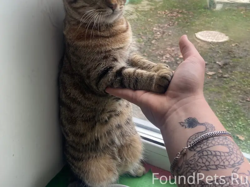 Здравствуйте пропал кот в райо...