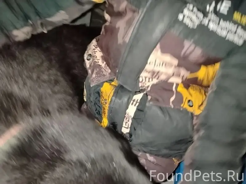 🐶 ‼️Замечена собака, сегодня у...