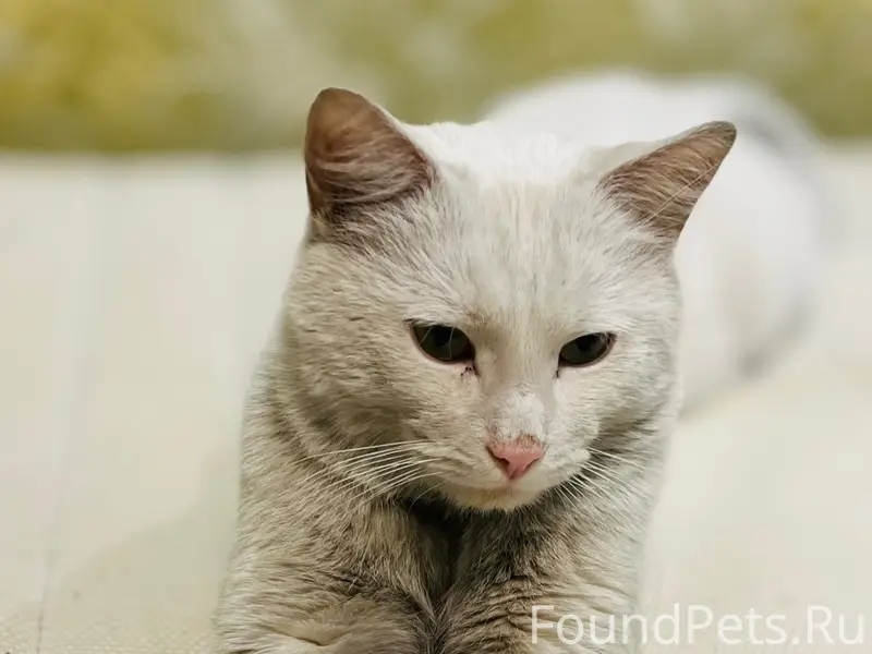 Найден прекрасный кот! Ласковы...