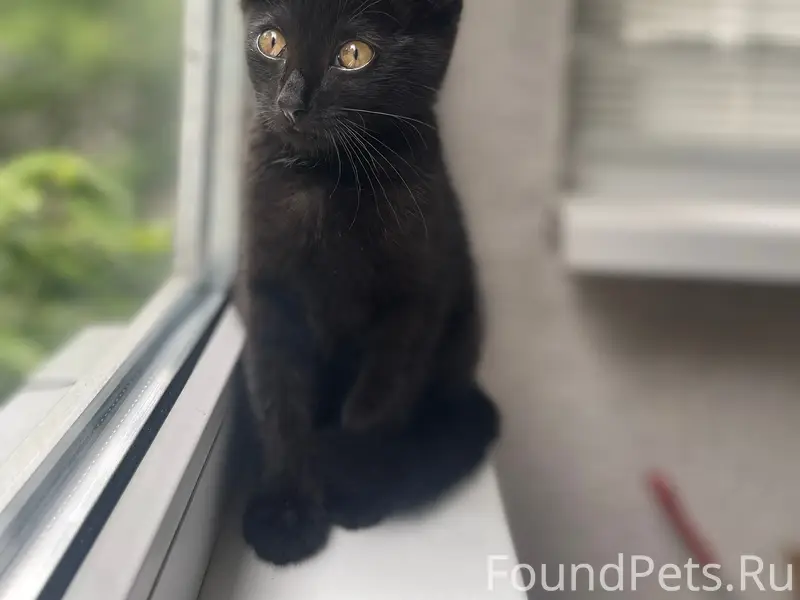 🐈‍⬛Пропал любимый кот, может к...