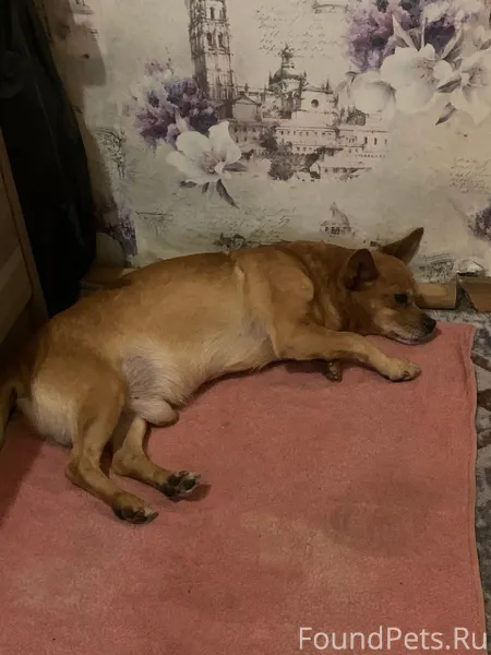 Потерялась собака по ул.Револю...