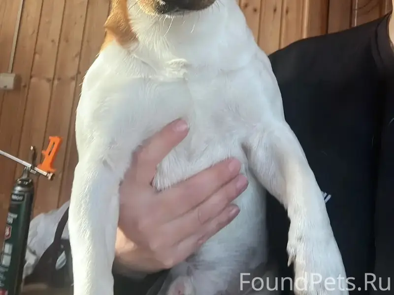 Срочно! Пропал пес, Джек-Рассе...