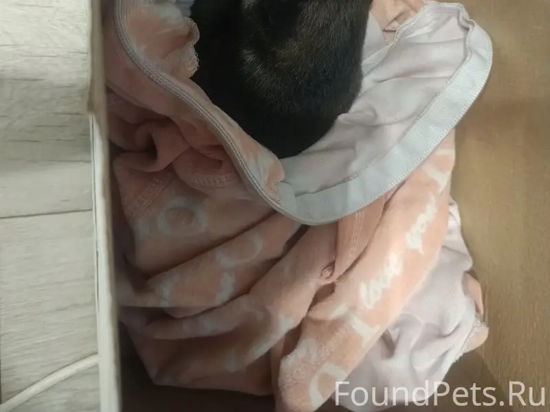 Найден щенок, совсем маленький...