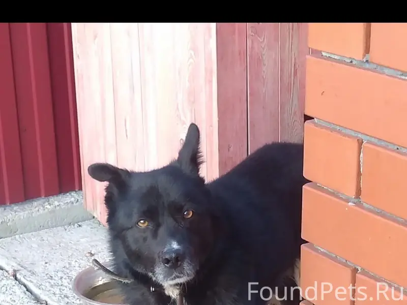 Убежала собака, район централь...