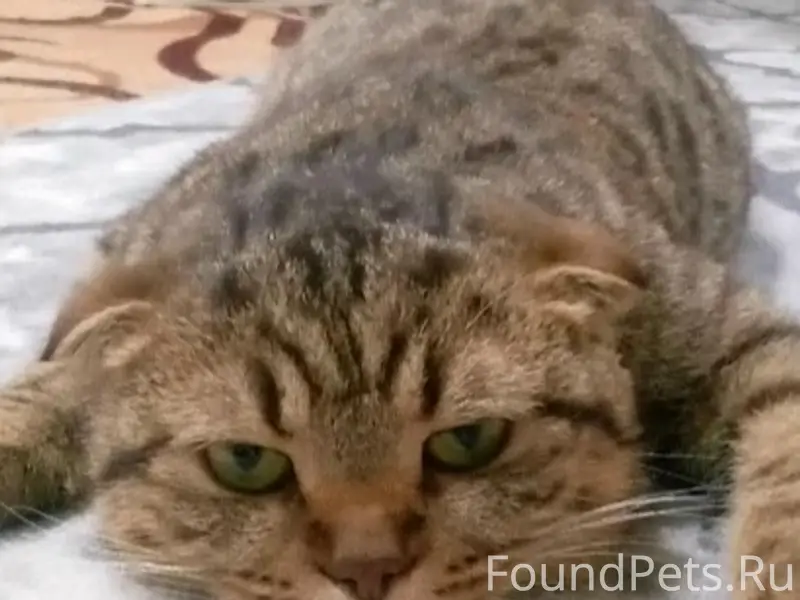 Пропал кот в селе Озёрки, если...