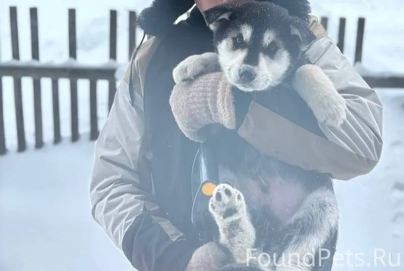 Потерялся щенок,примерно вчера...