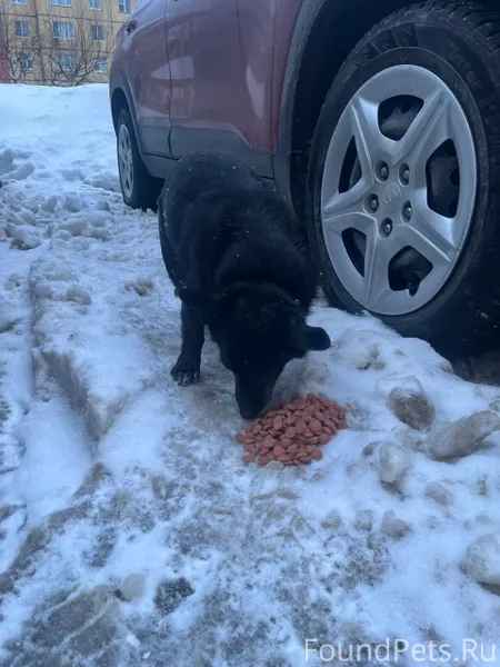 Добрый день! Чья потеряшка ? Н...