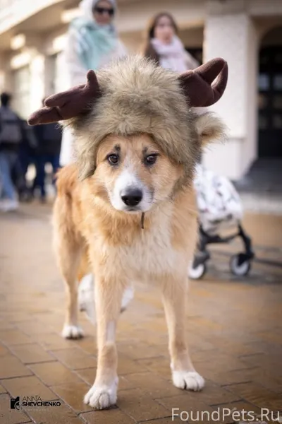 Рыжий Толик....🧡 Мальчику прим...