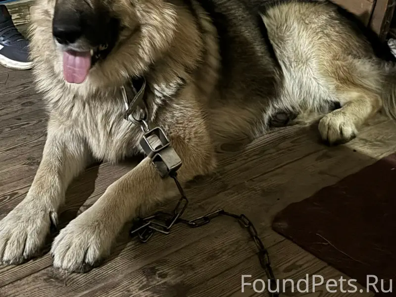 Пропал пес кобель, кличка Граф...