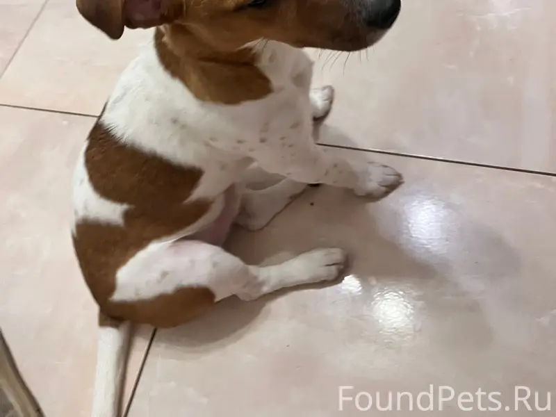 14.02 найден молодой пес пород...