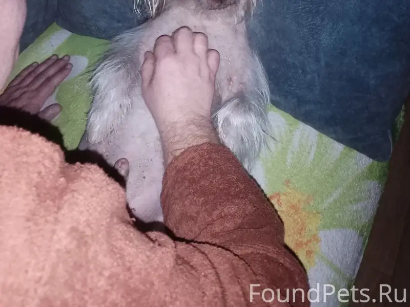 Потерялась собака по кличке Кл...