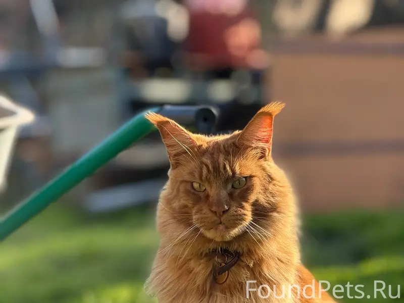 Пропал кот крупный Мейн Кун ( ...