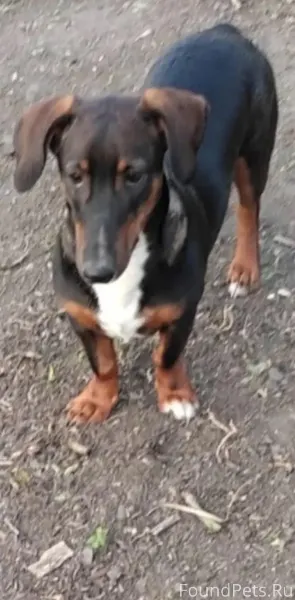 🆘ПОМОГИТЕ НАЙТИ 🆘🙏 Потерялась ...