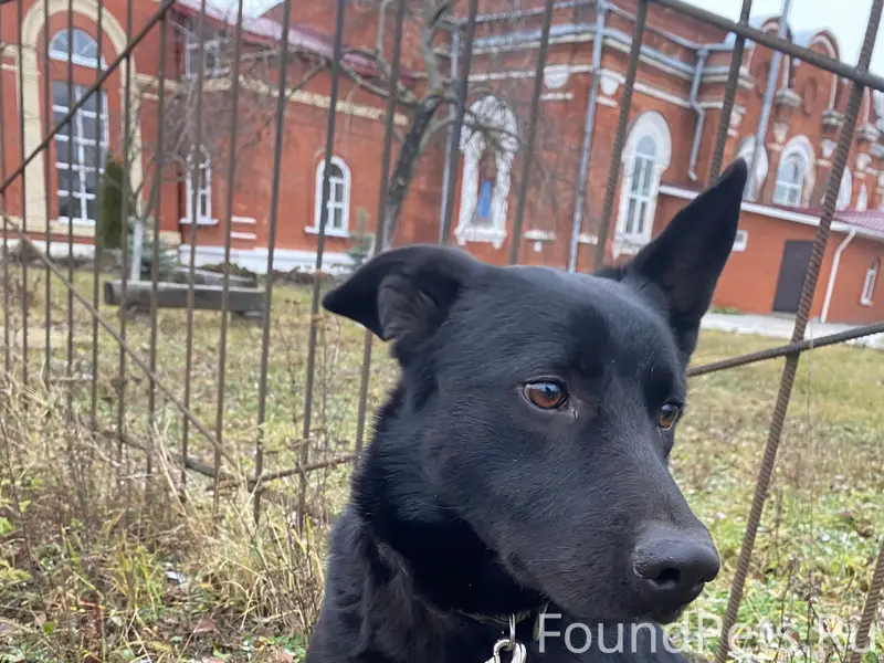 Пропал пес! Сбежал вчера вечер...